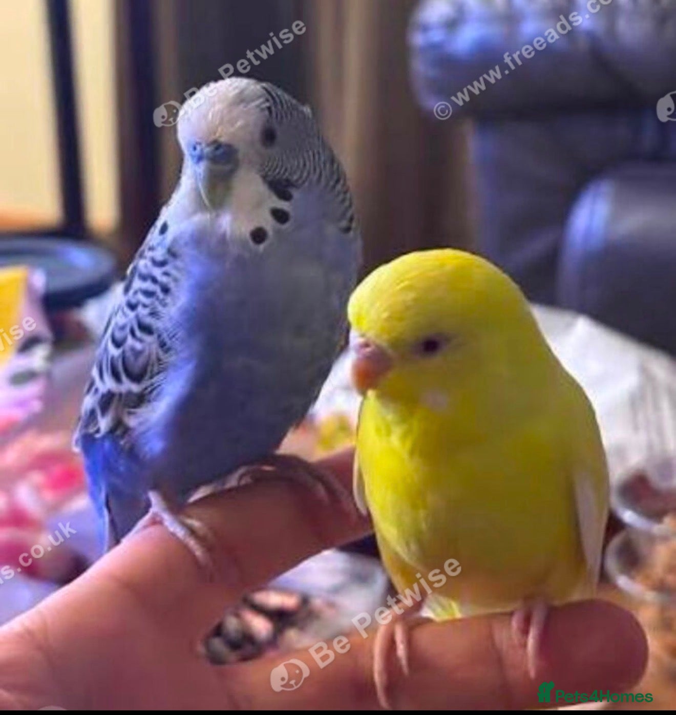 Budgerigars birds Pair of budgies  - Advert 1