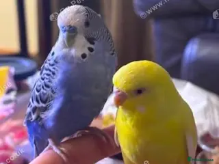 Budgerigars birds Pair of budgies - Advert 1