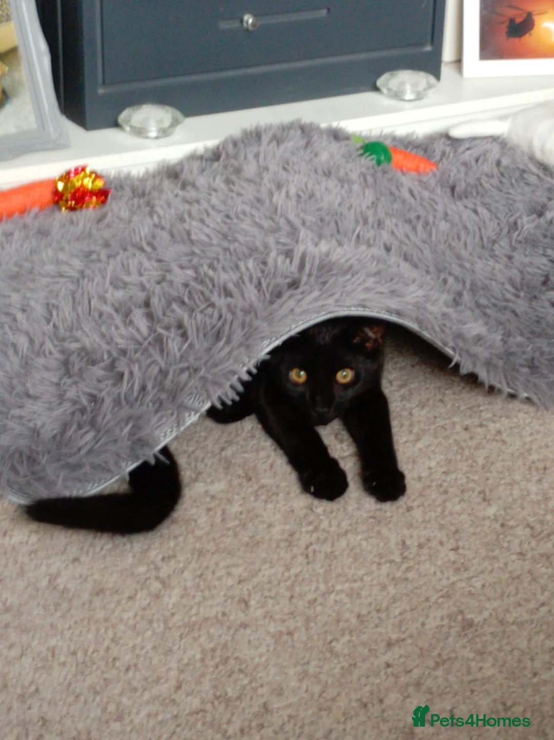 Mixed Breed cats for sale: Kitten for sale in Helston - Advert 2