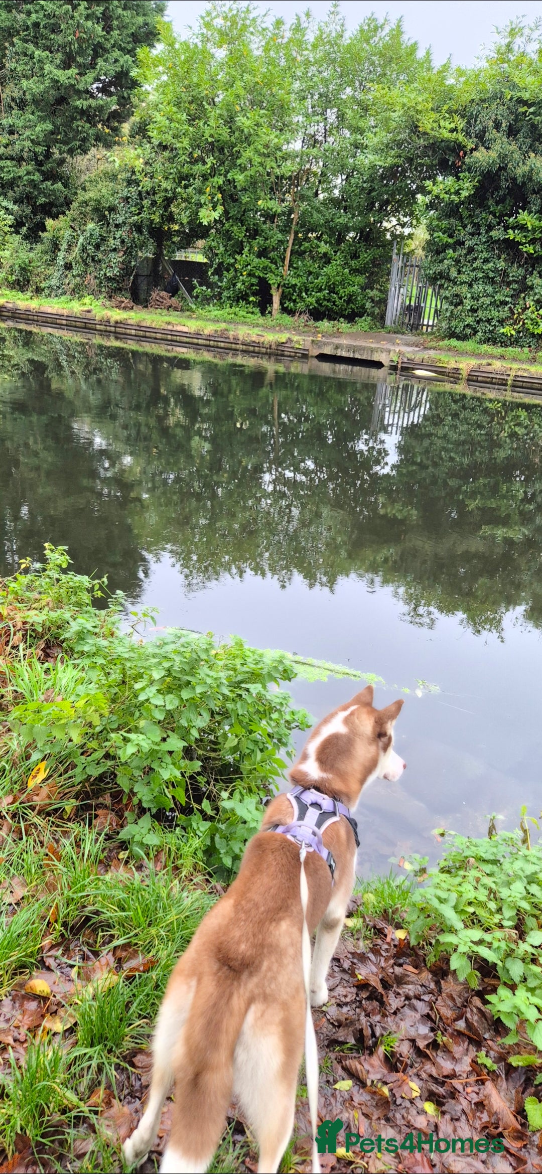 Siberian Husky dogs for sale: 10 month old husky  - Advert 2