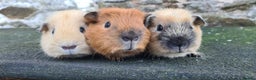 Guinea Pig rodents for sale: Californian male guinea pigs  - Advert 1