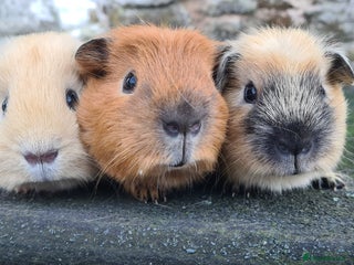 Guinea Pig rodents Californian male guinea pigs - Advert 1