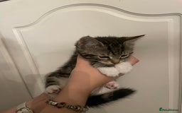Mixed Breed cats for sale: Beautiful kittens 3 female  - Image 3