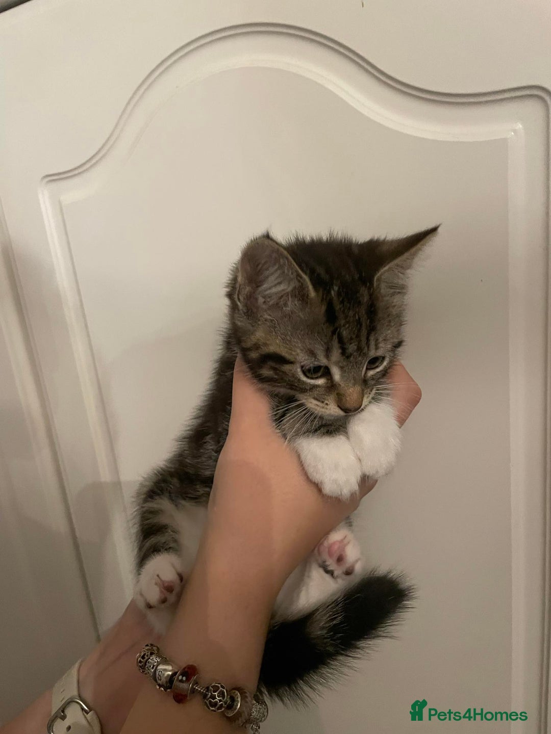 Mixed Breed cats for sale: Beautiful kittens 3 female  - Image 3