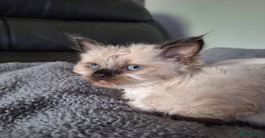 Ragdoll cats - Advert 4