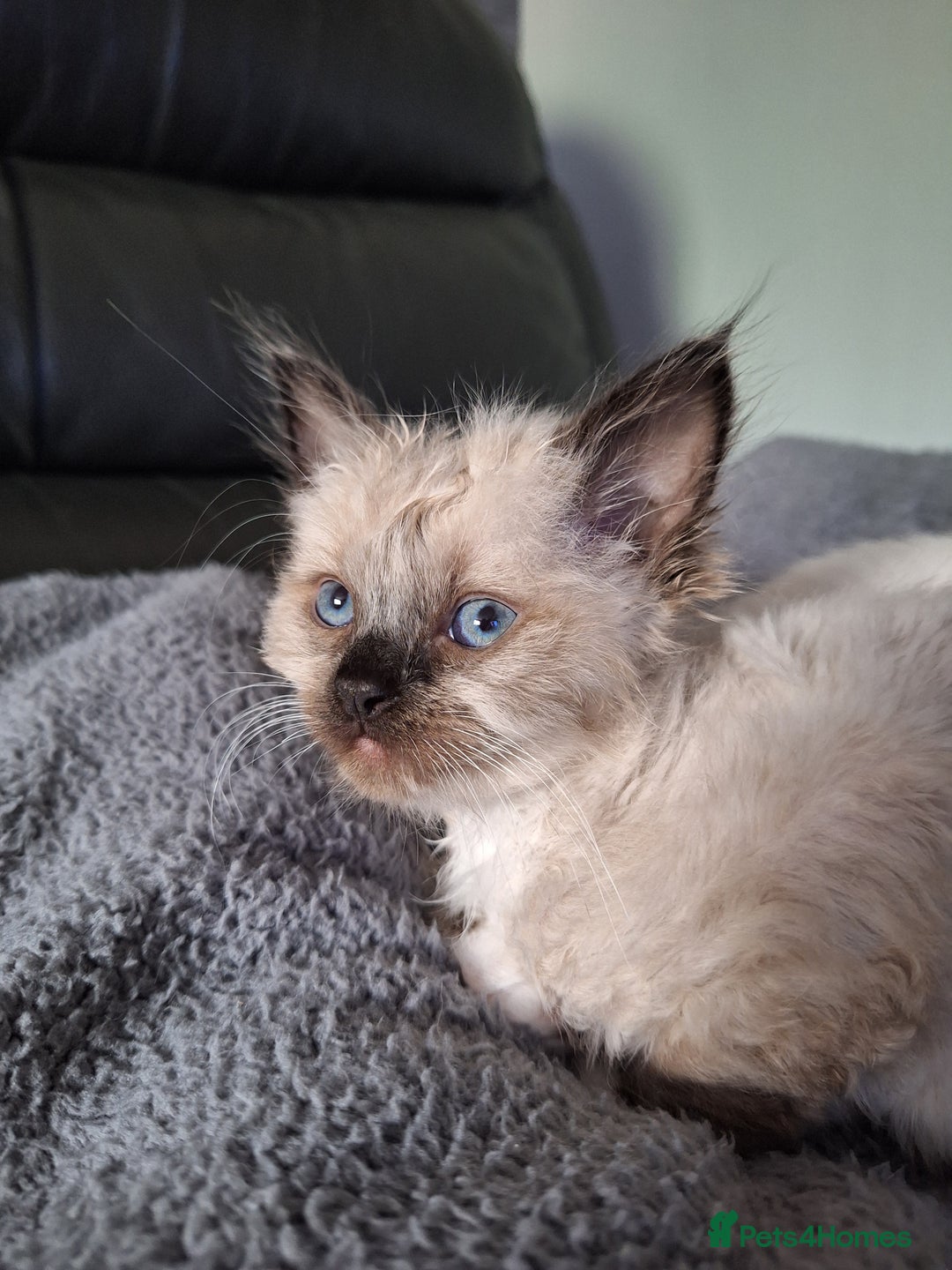 Ragdoll cats for sale: 3 loving ragdoĺls kittens for loving homes   - Image 4