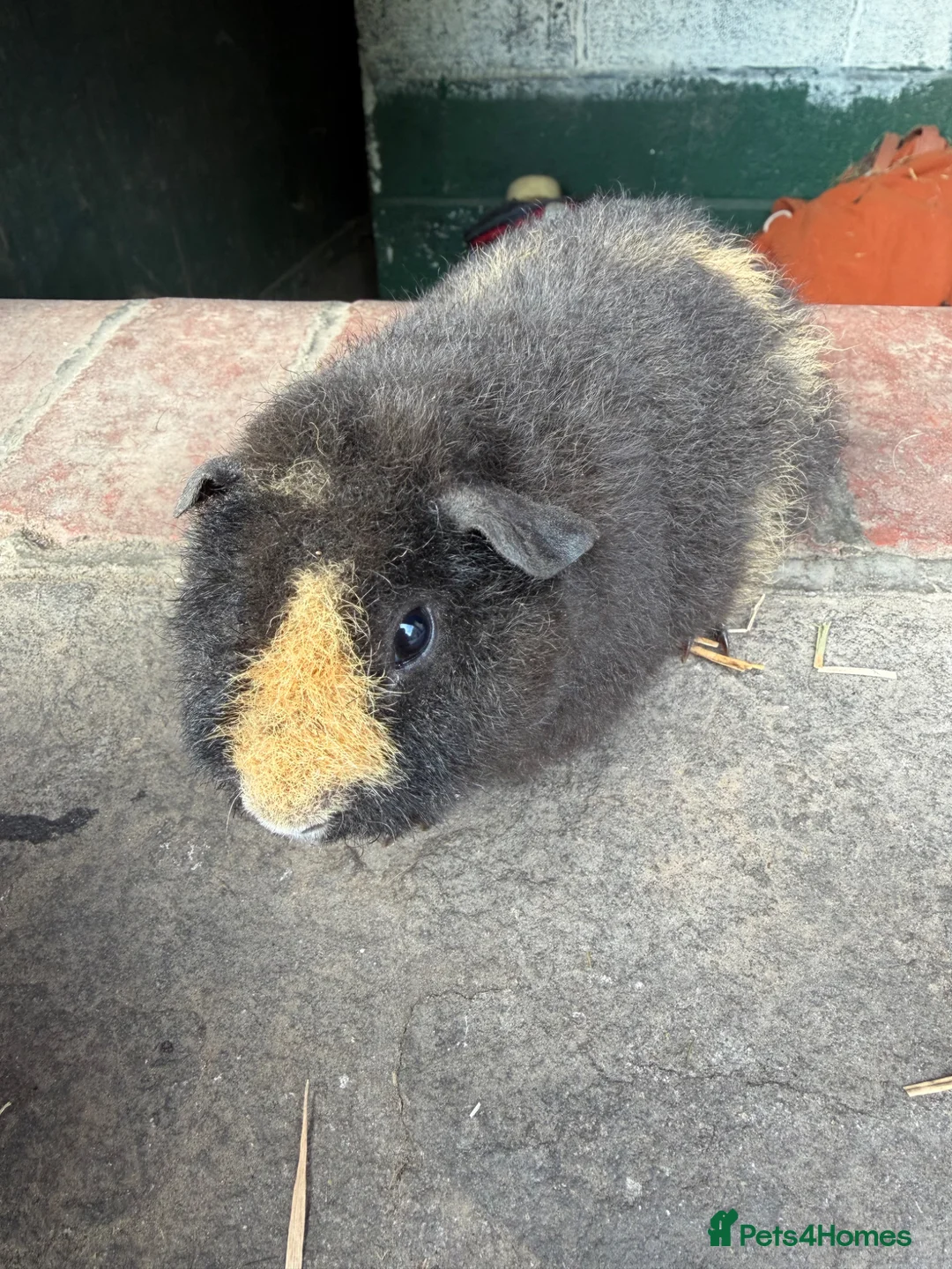 Guinea Pig rodents for sale: Gorgeous Guineas avaliable  - Advert 2