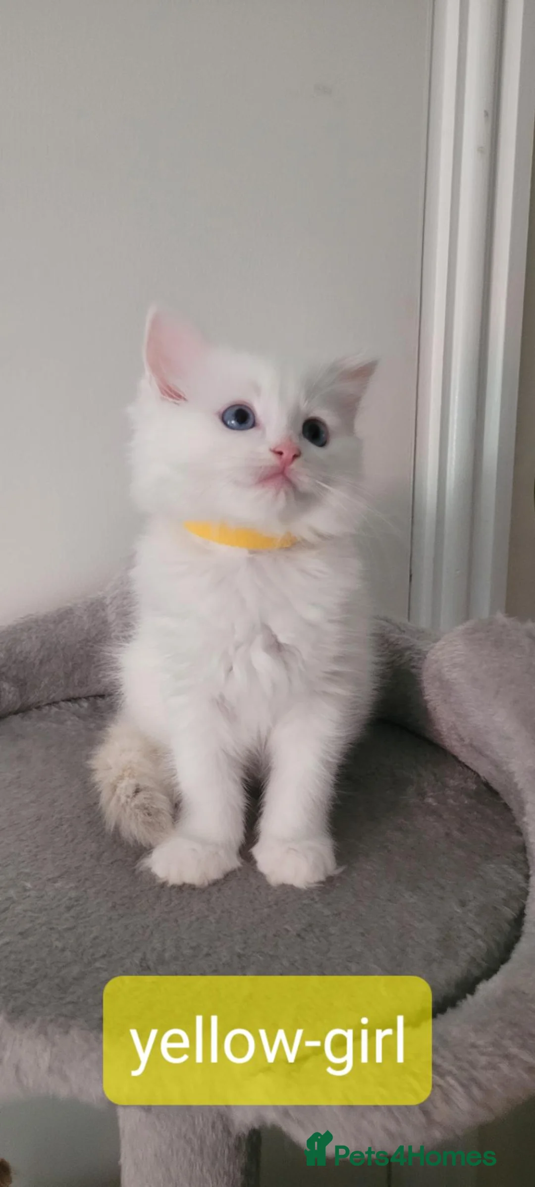 Ragdoll cats for sale: Beautiful fluffy white Ragdoll kittens! - Advert 2