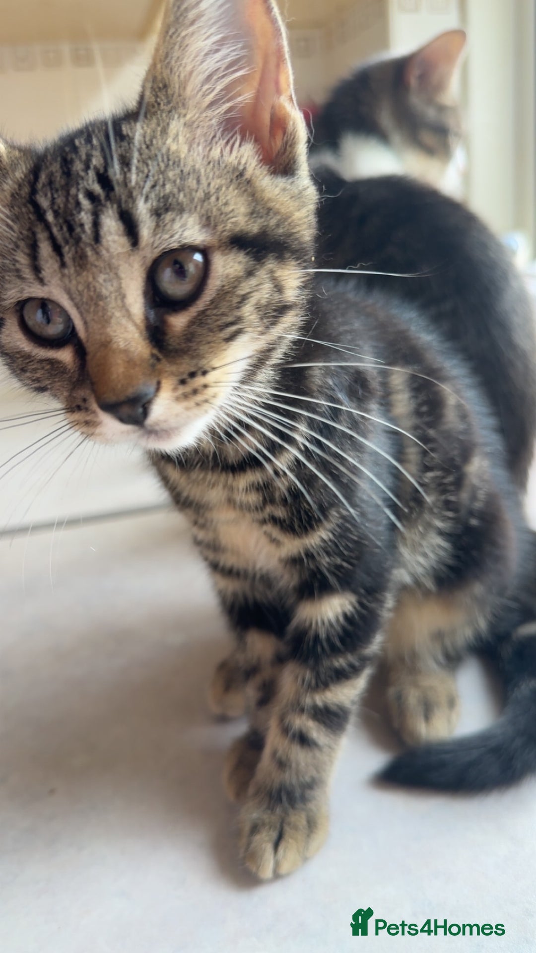 Mixed Breed cats for sale: 2 female kittens - Image 7