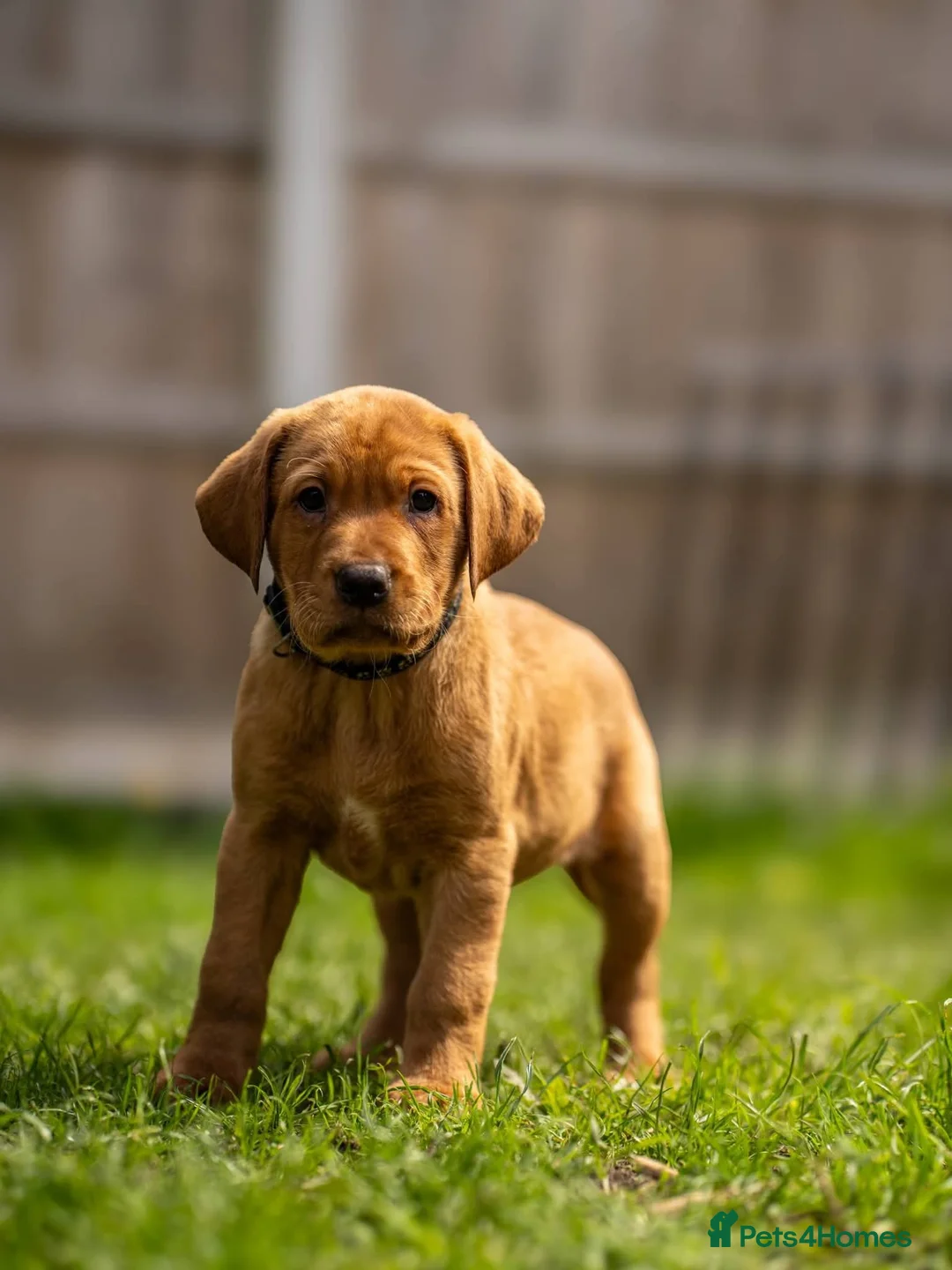 Labrador Retriever dogs for sale: 10 Chunky Labrador puppies fox red/ yellow - Advert 1
