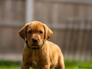 Labrador Retriever dogs 10 Chunky Labrador puppies fox red/ yellow - Advert 17