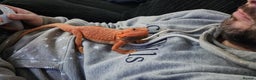 Dragon reptiles for sale: X2 bearded dragons and complete set up - Advert 4