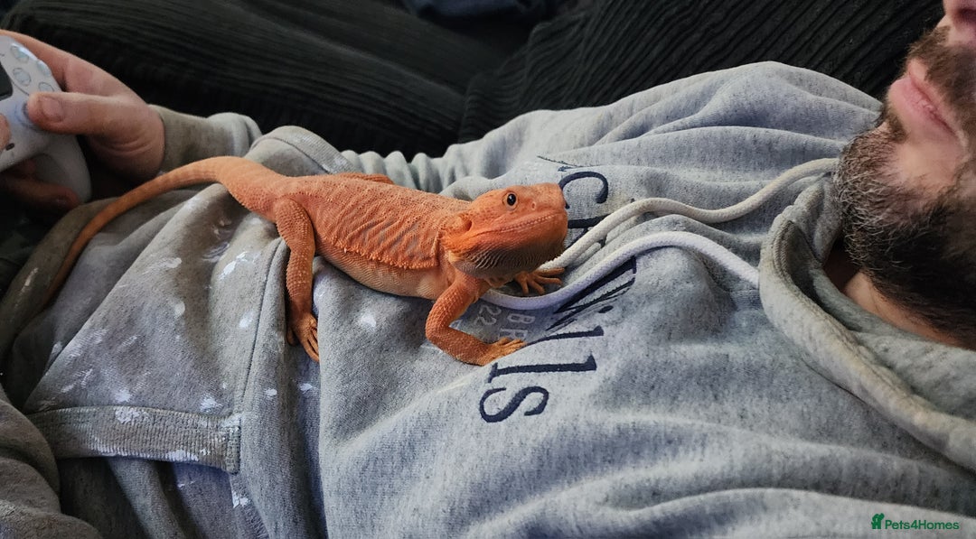 Dragon reptiles for sale: X2 bearded dragons and complete set up - Advert 4