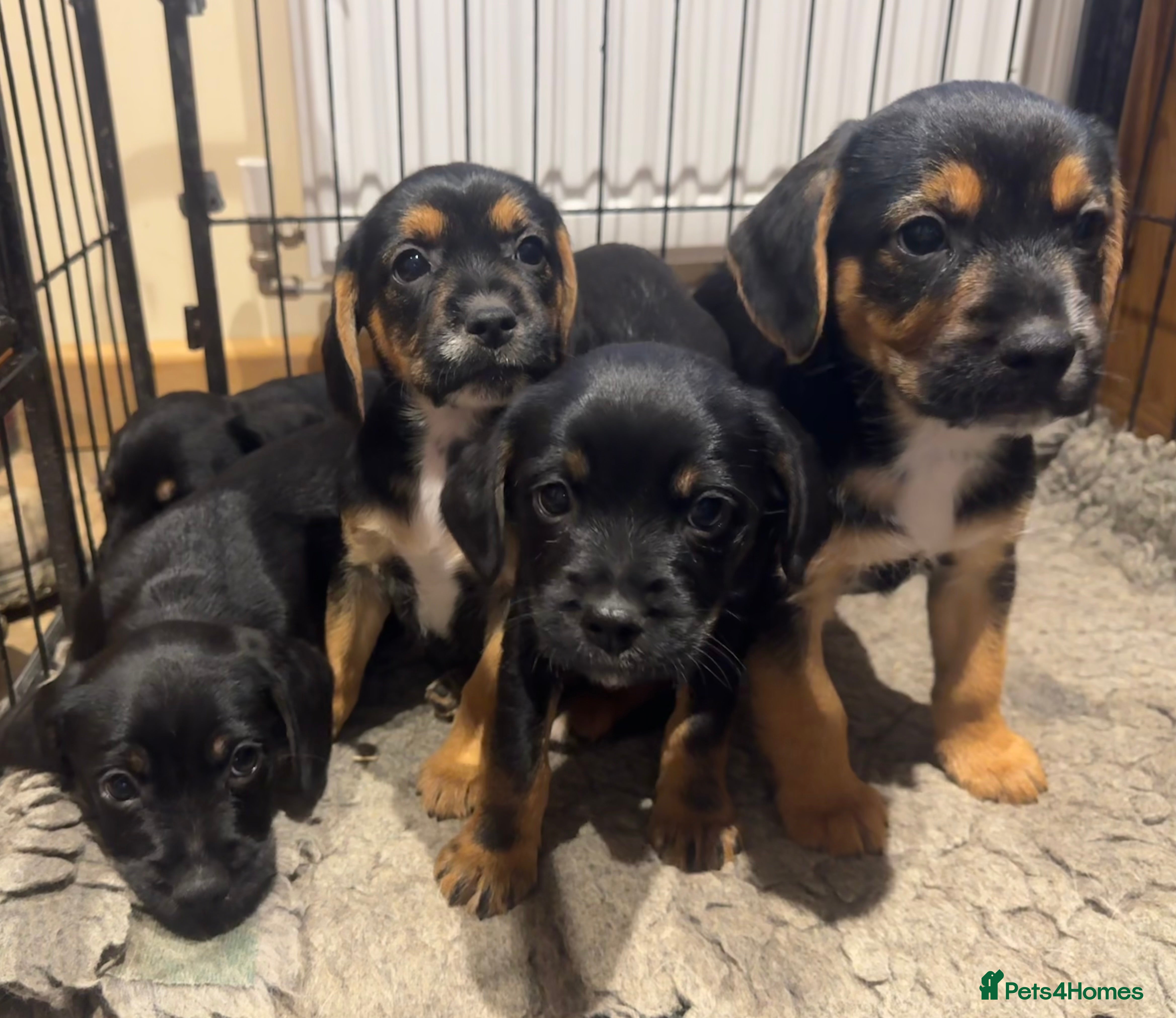 Mixed Breed dogs Border terrier x cocker spaniel  - Advert 1