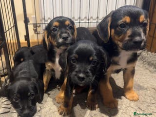 Mixed Breed dogs Border terrier x cocker spaniel - Advert 1