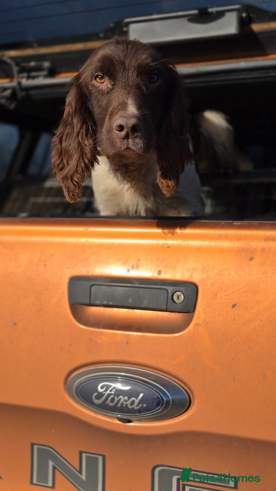 English Springer Spaniel dogs for stud: Fully Health Tested Exceptionally bred ESS Stud in Rye - Advert 14