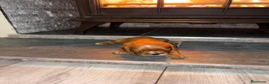 Cavalier King Charles Spaniel Puppy 3