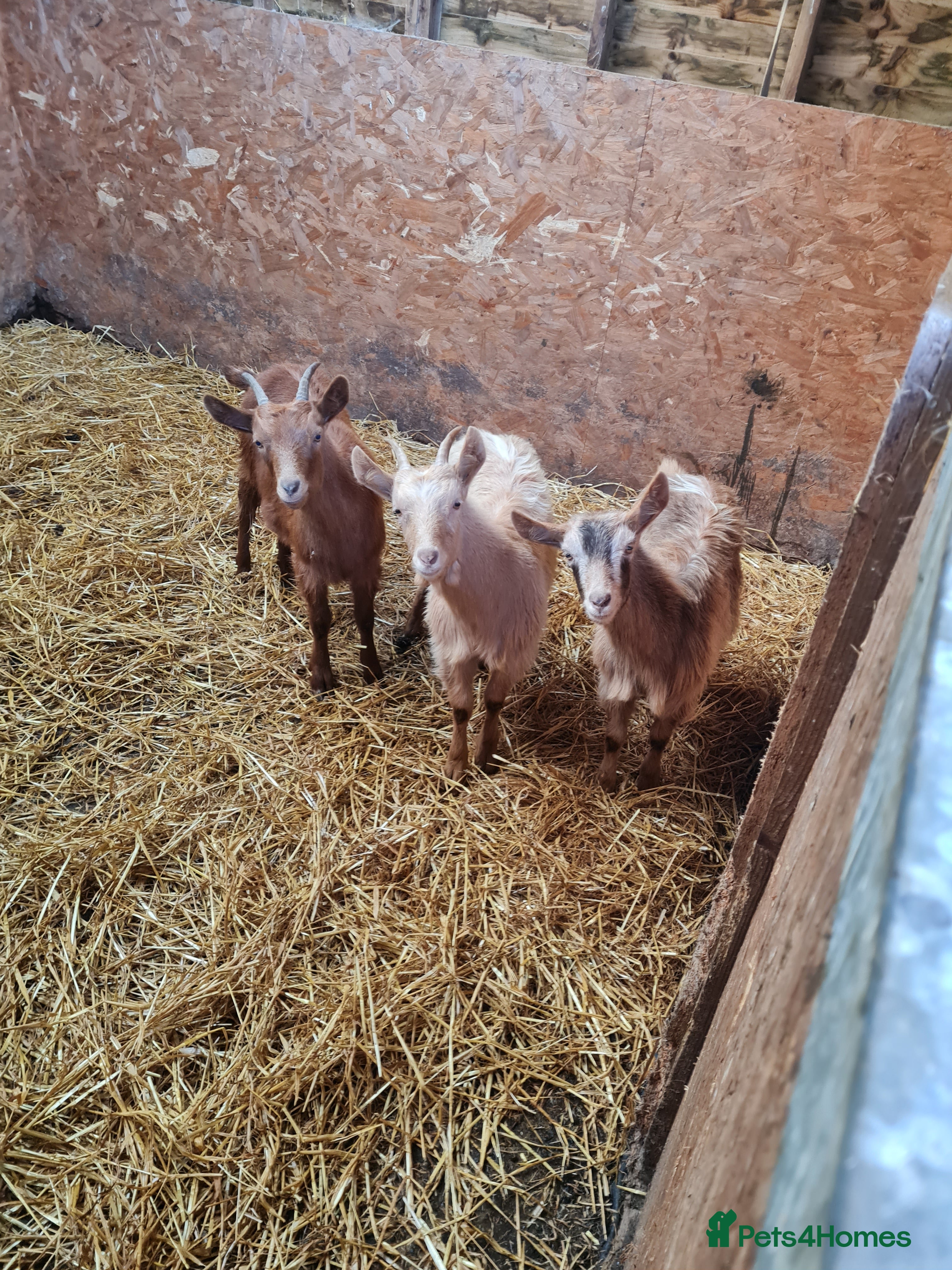 Goats livestock Three Loving Wethers - Advert 19