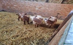 Goats livestock for sale: Three Loving Wethers - Advert 1