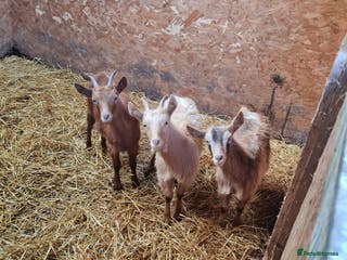 Goats livestock Three Loving Wethers - Advert 3