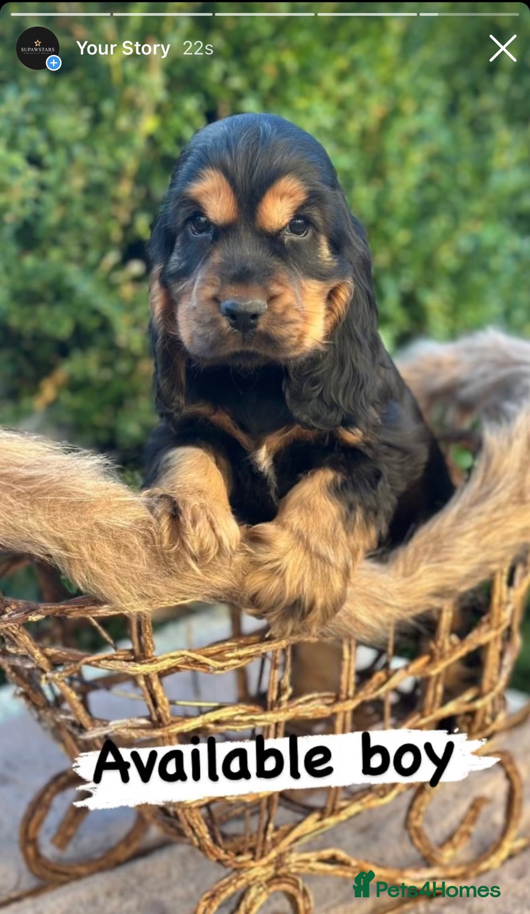 Cocker Spaniel dogs for sale: Stunning show cocker spaniels  - Advert 7