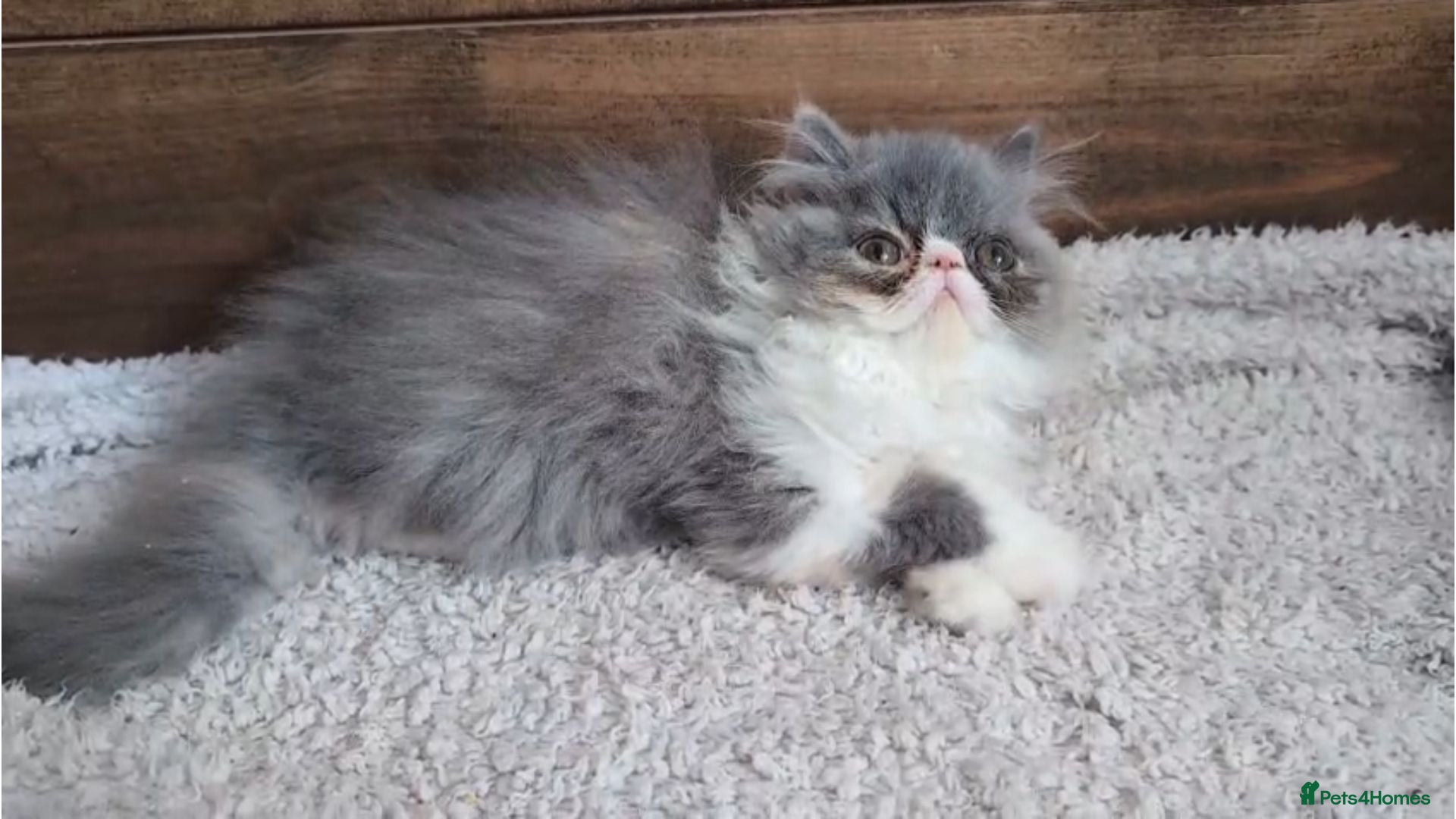 Persian cats Persian Kittens - Advert 1
