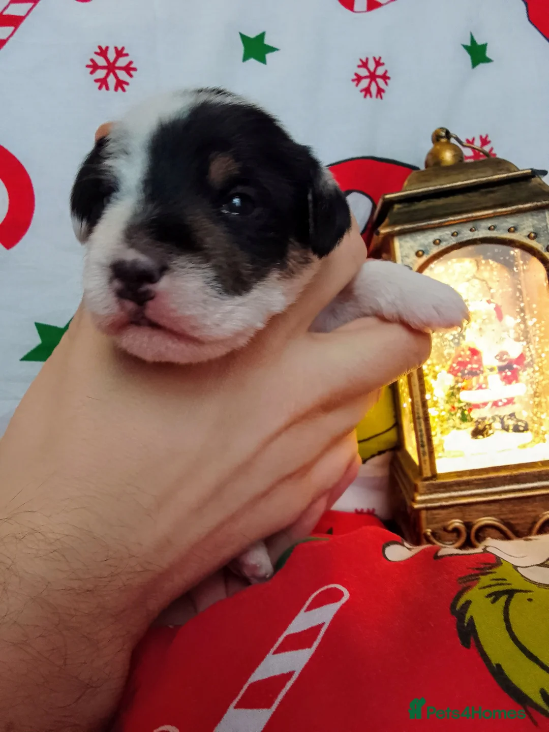 Jack Russell dogs for sale: 👑Jack💫Russell👑 💙 😍🤩🤗  - Advert 3