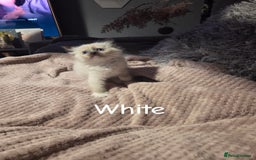 Ragdoll cats for sale: Beautiful Ragdoll Kittens - Image 2