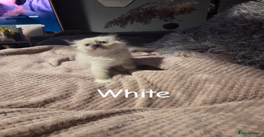Ragdoll cats - Advert 3