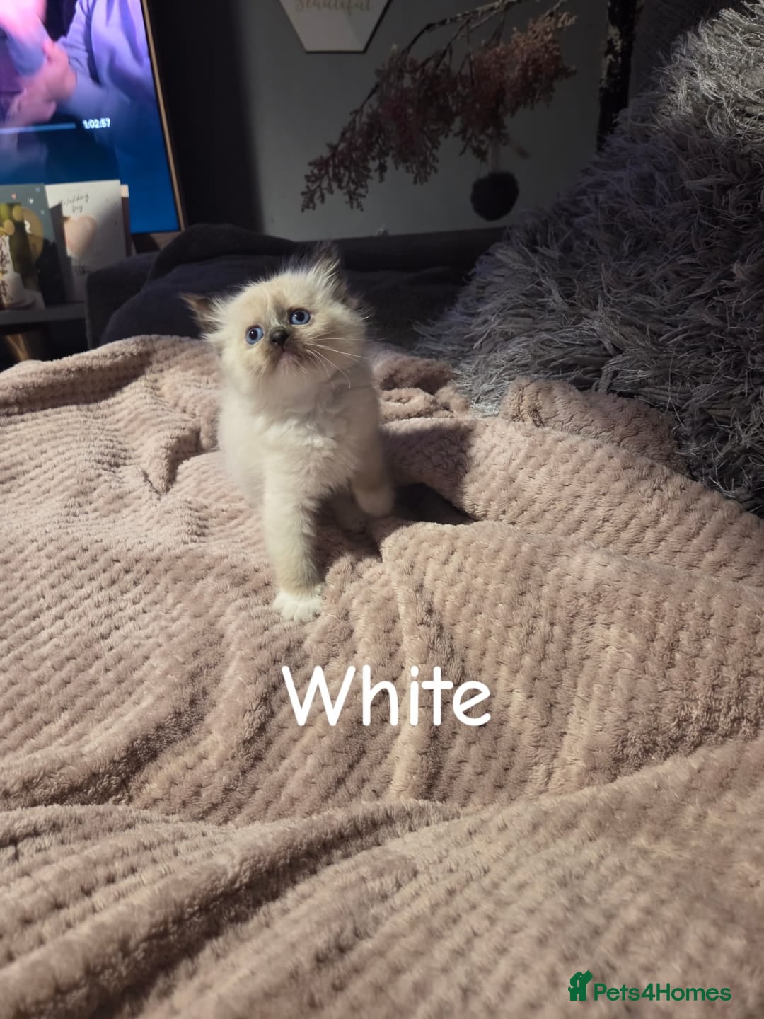 Ragdoll cats for sale: Beautiful Ragdoll Kittens - Image 2