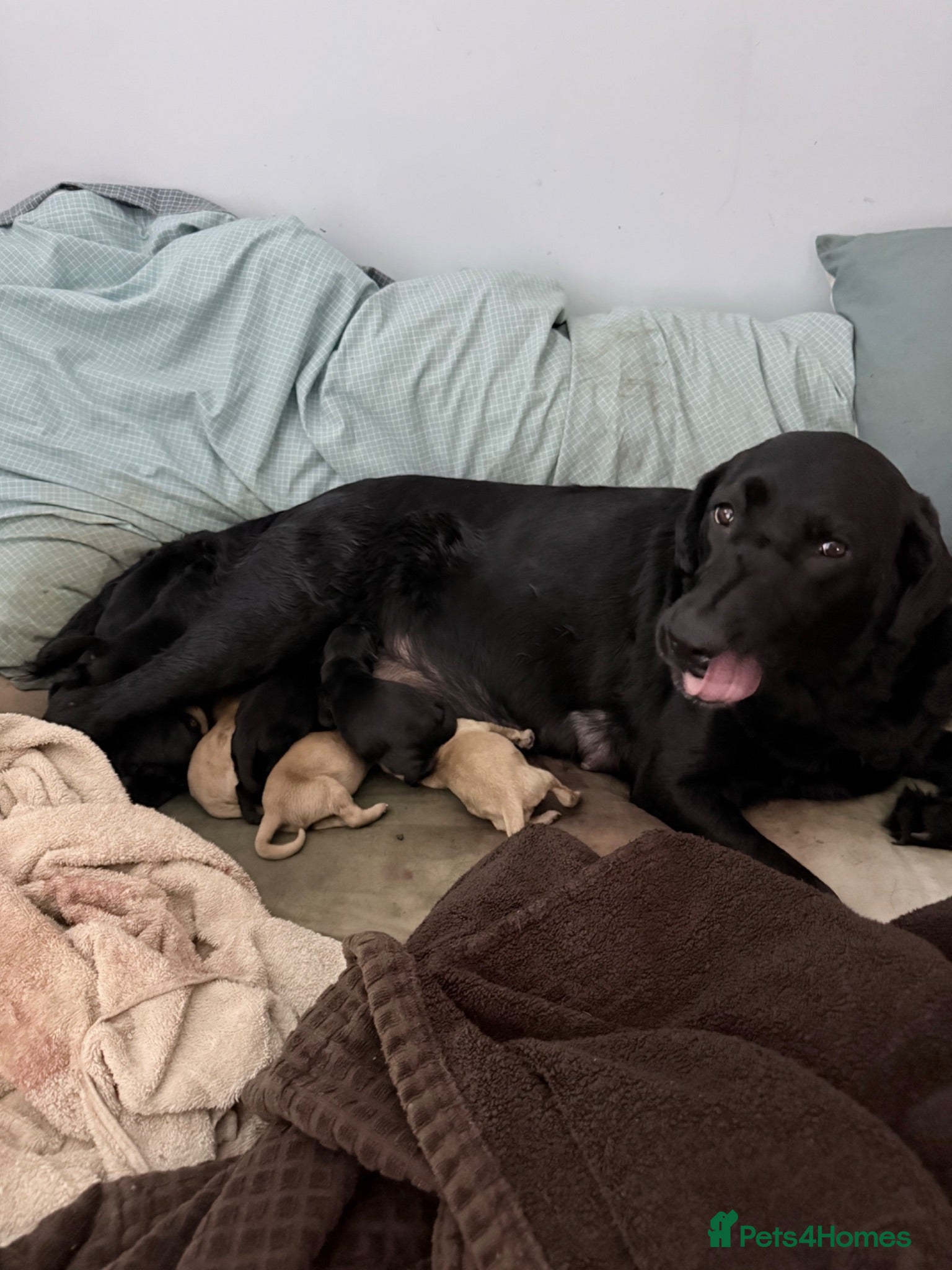 Labrador Retriever dogs KC Labrador Pups 7 Red 6 Black kennel club breeder - Advert 1