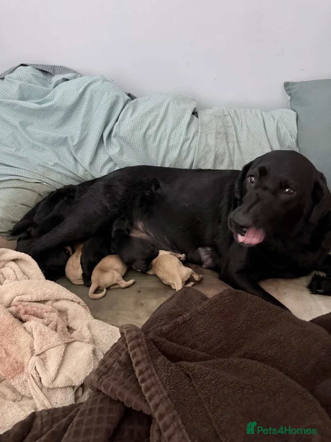 Labrador Retriever dogs for sale: KC Labrador Pups 7 Red 6 Black kennel club breeder - Advert 1