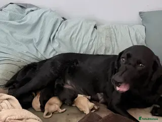 Labrador Retriever dogs KC Labrador Pups now ready to leave - Advert 4