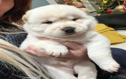 Siberian Husky dogs for sale: 3 fluffy chowski’s  - Advert 23