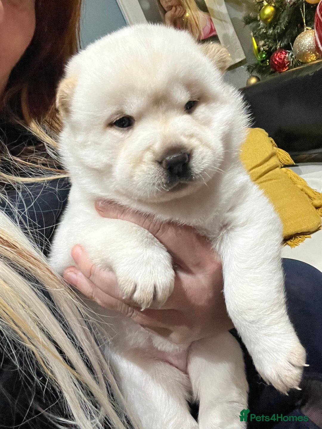 Siberian Husky dogs for sale: 3 fluffy chowski’s  - Advert 23