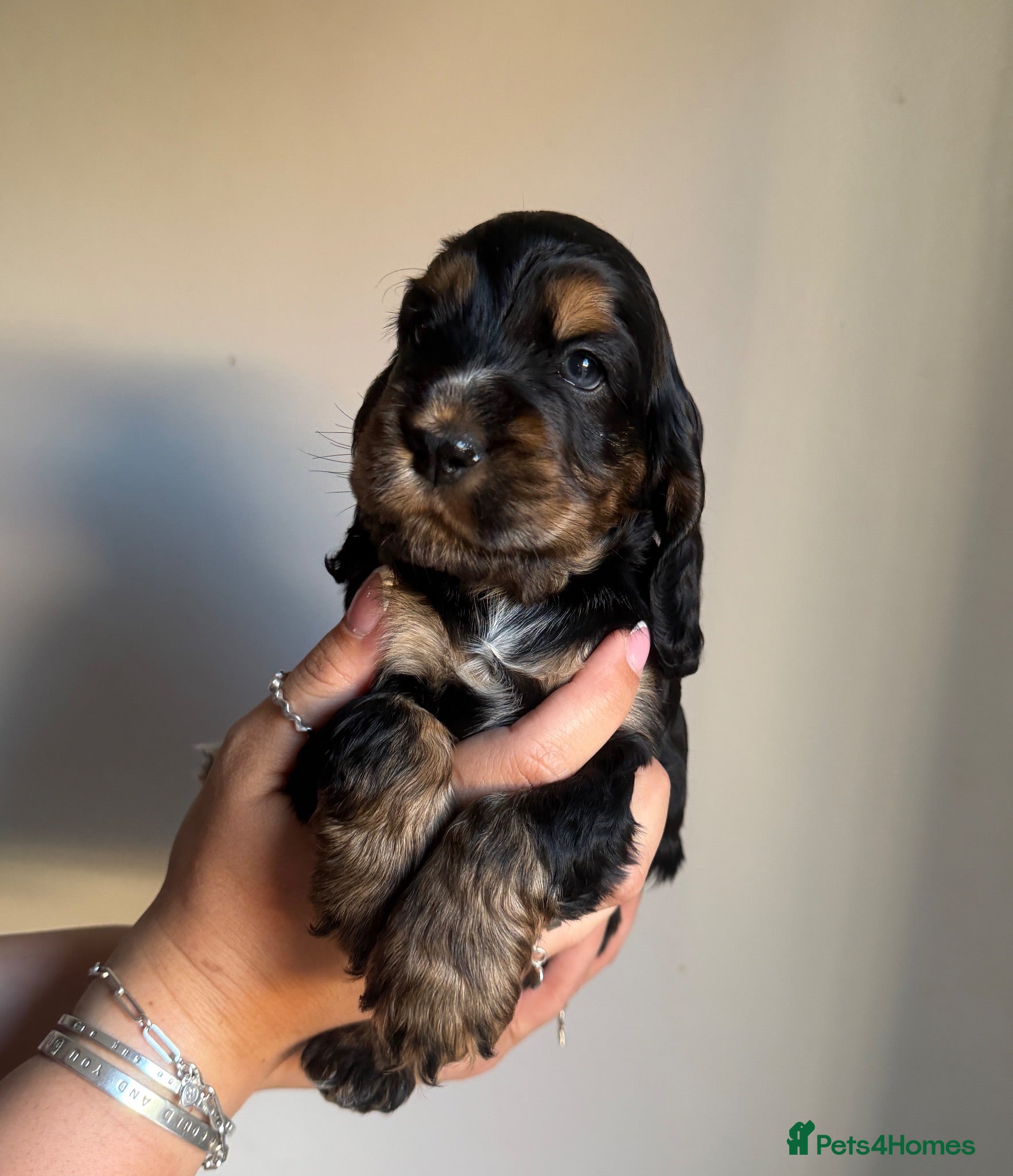 Cocker Spaniel dogs Gorgeous Show Cocker Spaniels  - Advert 1