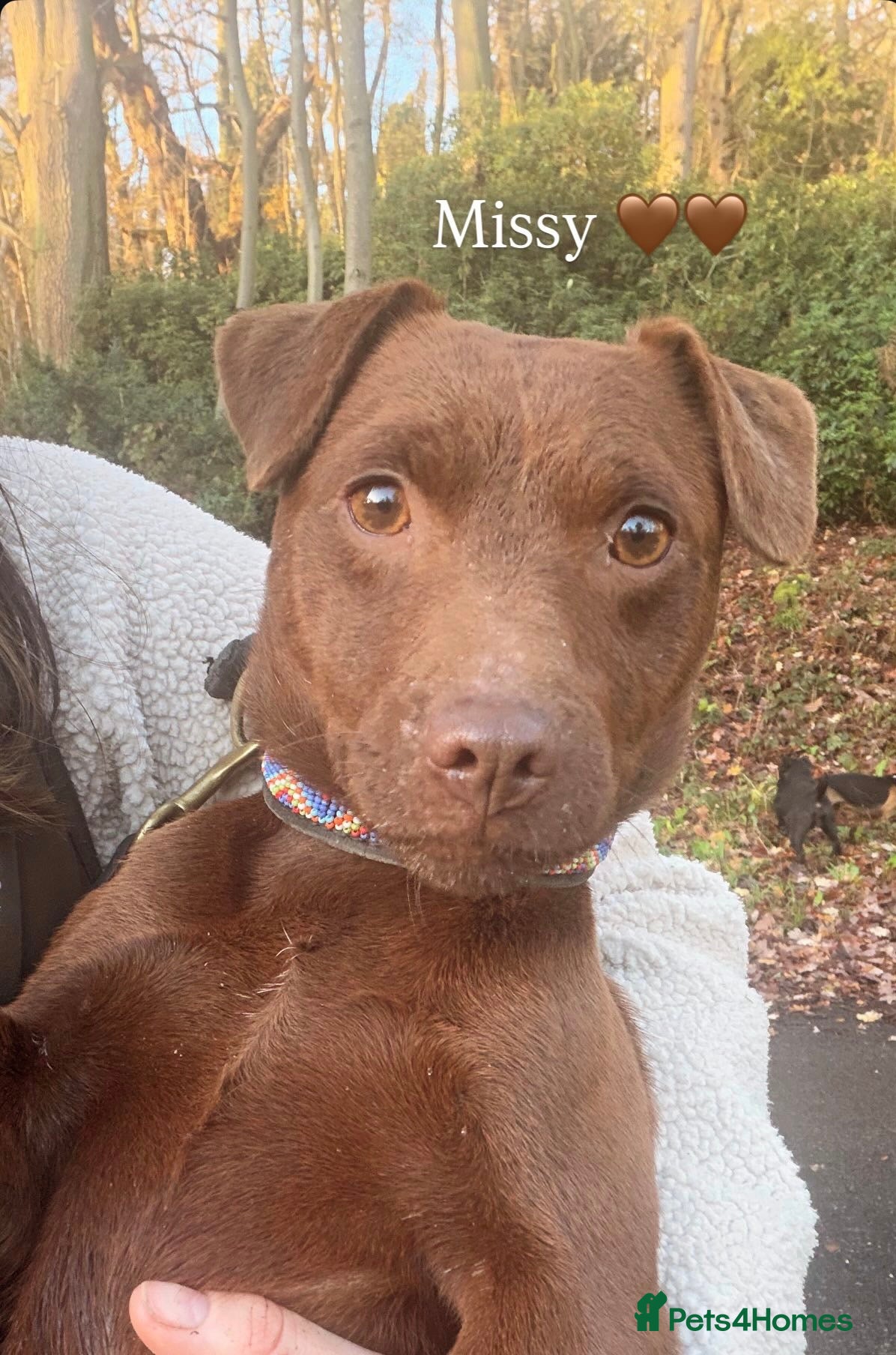 Patterdale Terrier dogs Patterdale bitch looking for forever home - Advert 7