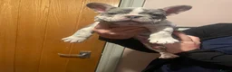 French Bulldog dogs for sale: 3 stunningly unique coloured stocky frenchies - Advert 23