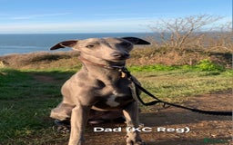 Whippet dogs for sale: Beautiful Male Whippet Puppy - Image 20