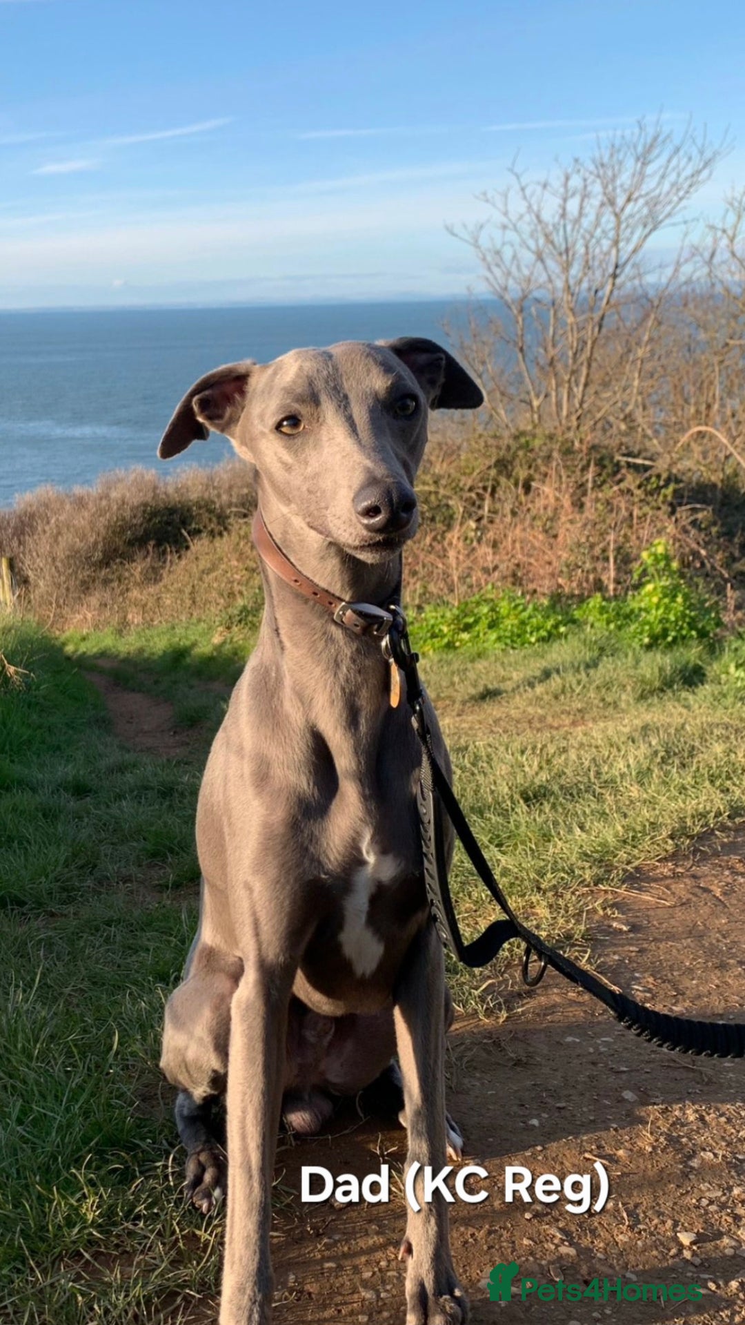 Whippet dogs for sale: Beautiful Male Whippet Puppy - Image 20