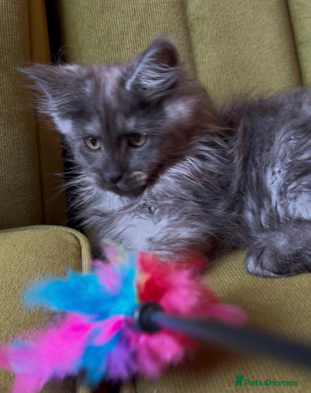 Maine Coon cats for sale: Maine coon kittens READY NOW Russian sired - Advert 19