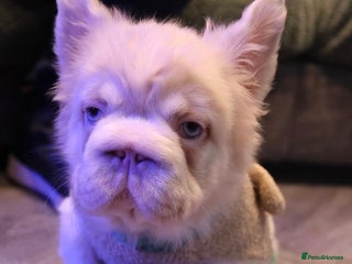 French Bulldog dogs Female Visual Pink Visual Fluffy BR French Billdog - Advert 2