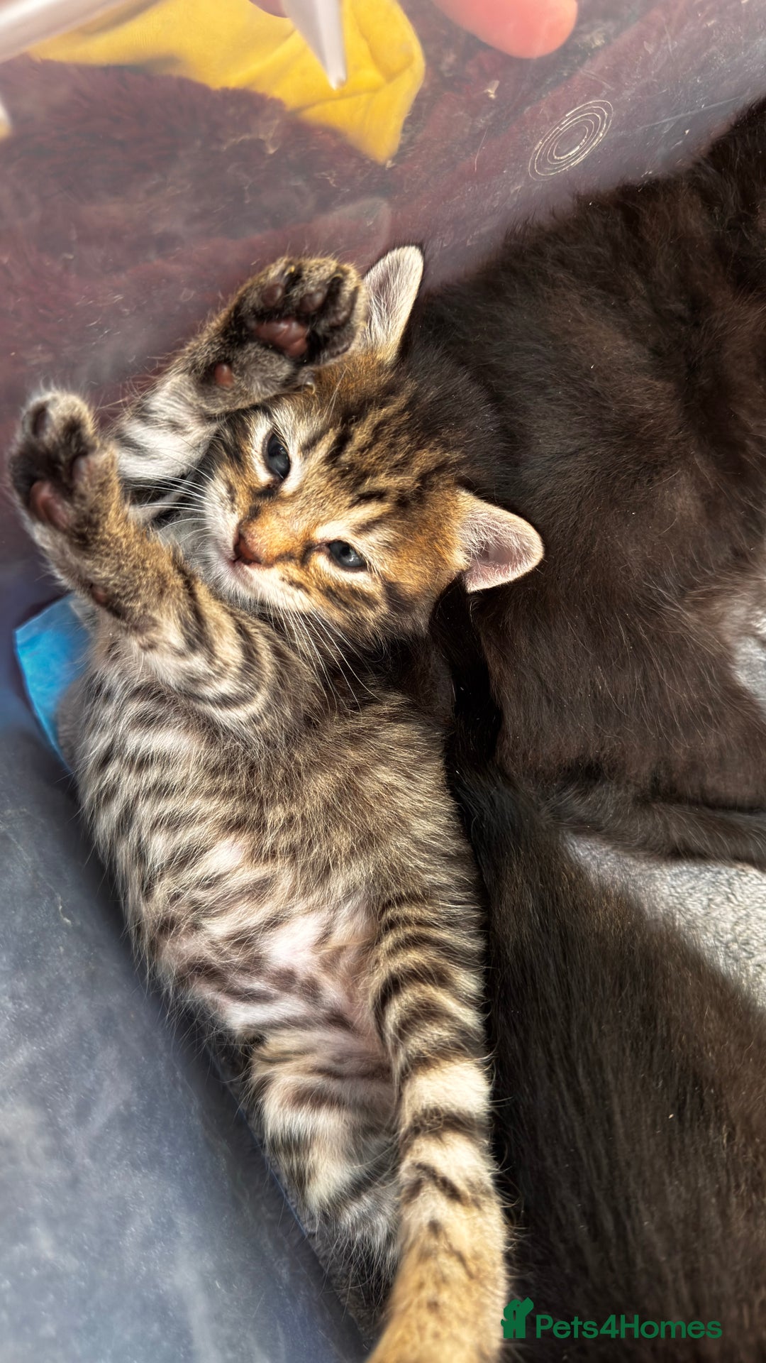 Mixed Breed cats for sale: Beautiful kittens 🐈‍⬛  - Image 10