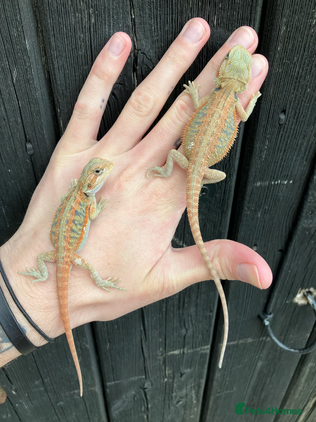 Bearded Dragon reptiles for sale: Various Bearded Dragon Morphs in Downham Market - Advert 5