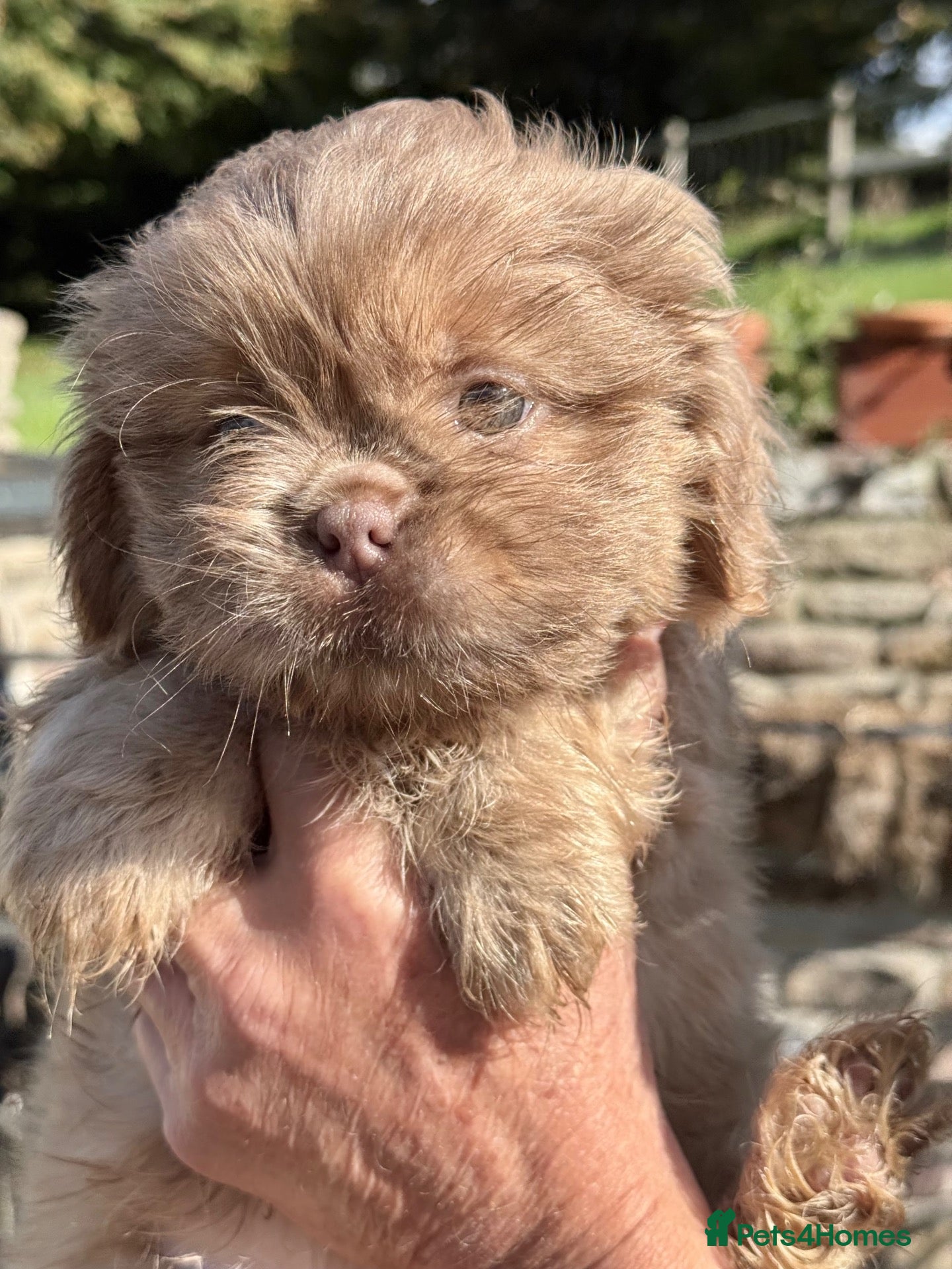 Shih Tzu dogs Stunning quality Imperial Shih Tzu boy puppies  - Advert 2