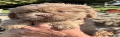 Shih Tzu 1