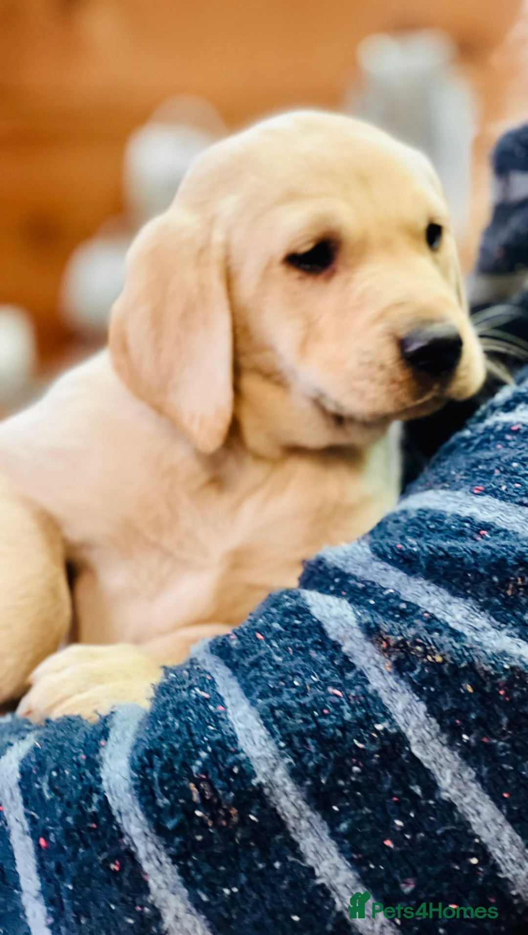 Labrador Retriever dogs for sale: KC Labrador Pups Chunky Traditional  Working - Advert 38