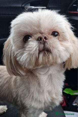 Shih Tzu dogs in Cardiff - Advert 1