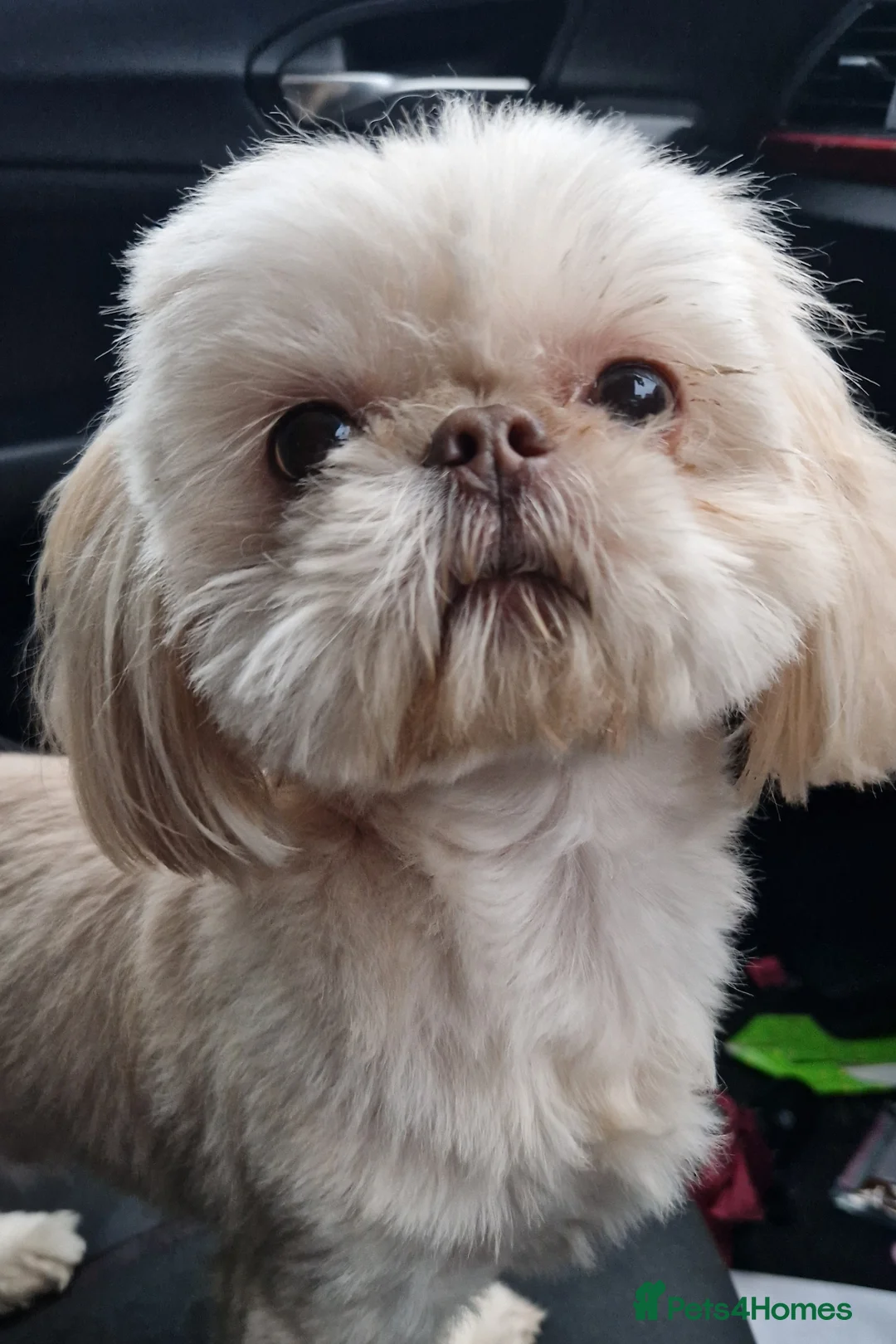 Shih Tzu dogs for stud: LAVENDER Tiniest lavender stud in Wales  in Cardiff - Advert 1