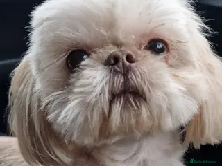 Shih Tzu dogs LAVENDER Tiniest lavender stud in Wales in Cardiff - Advert 5